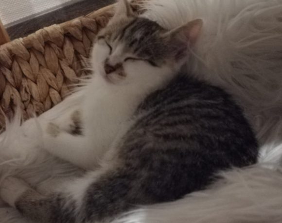 Nala und Yoshi Nala und Yoshi