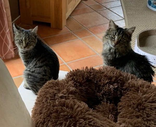 Neues Zuhause – Greta und Tami Neues Zuhause – Greta und Tami