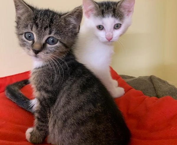 Rosi und Mimi Murmel