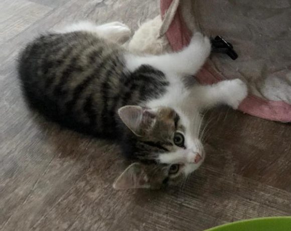 Tobi, Püppi, Hummel und Co.