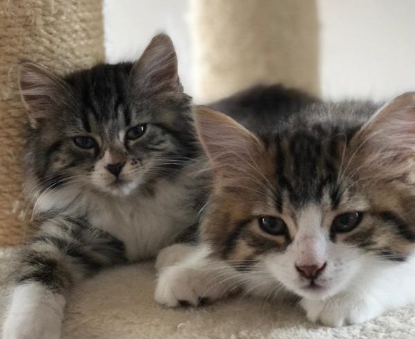 Tobi, Püppi, Hummel und Co.