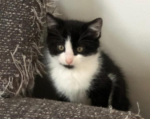 Tobi, Püppi, Hummel und Co.