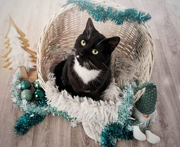 Absage unseres Adventsbasars Absage unseres Adventsbasars