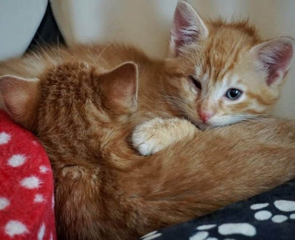 Heute ist Welttierschutztag Heute ist Welttierschutztag