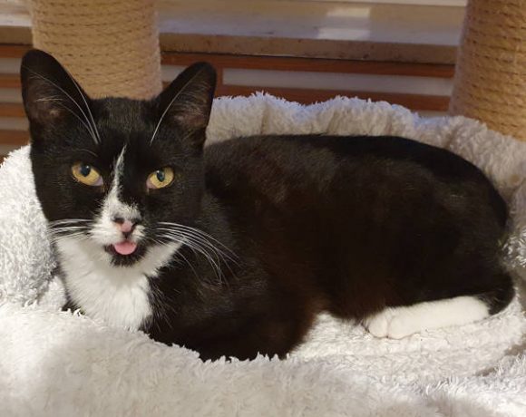 Eini, Siggi und Flori