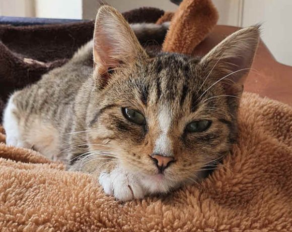 Eini, Siggi und Flori