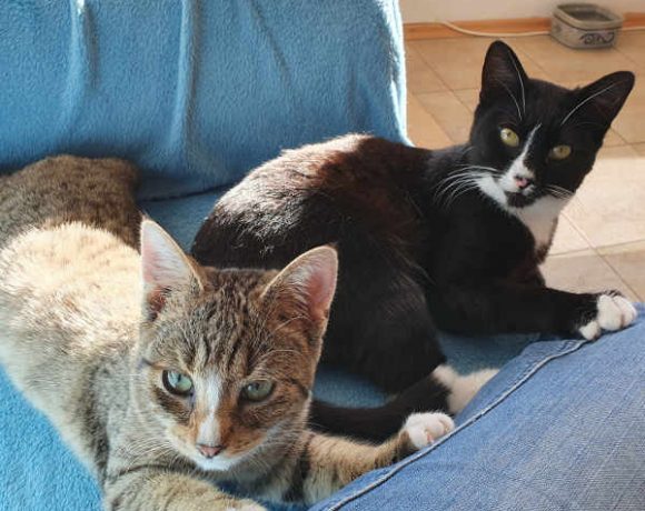 Eini, Siggi und Flori