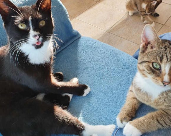 Eini, Siggi und Flori