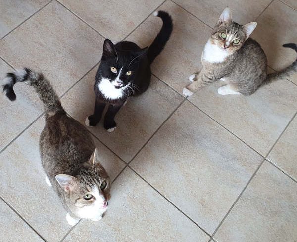 Eini, Siggi und Flori