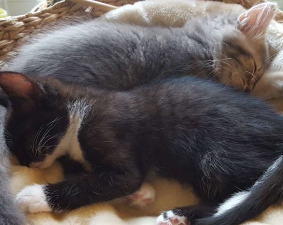 Louis (ehemals Alec)