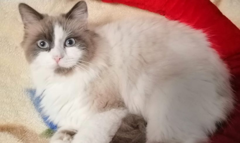 Frohe Weihnachten Frohe Weihnachten