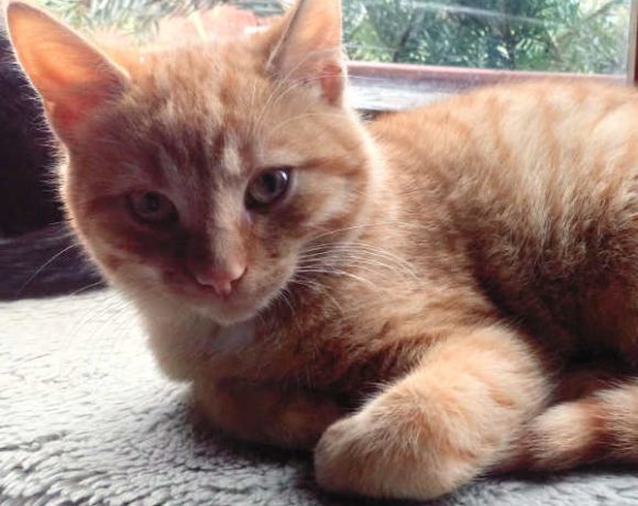 Finn und Foxy Finn und Foxy