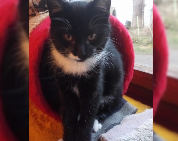 Finn und Foxy Finn und Foxy