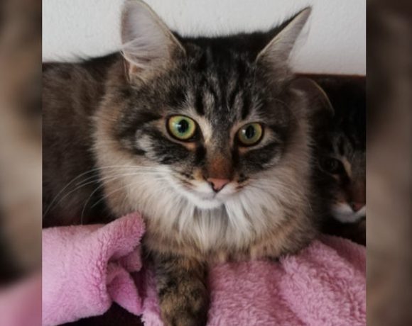 Cäsar, Cleopatra und Titus