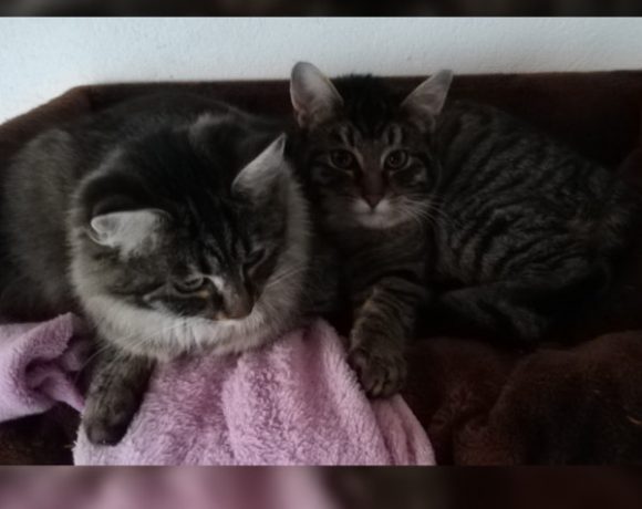 Cäsar, Cleopatra und Titus