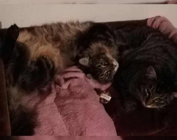 Cäsar, Cleopatra und Titus