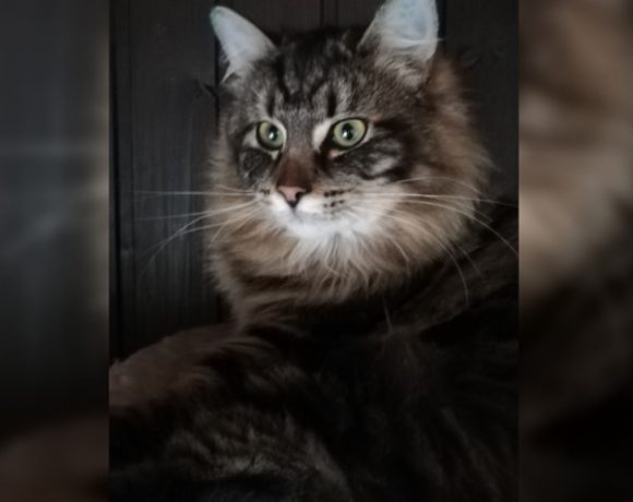 Cäsar, Cleopatra und Titus