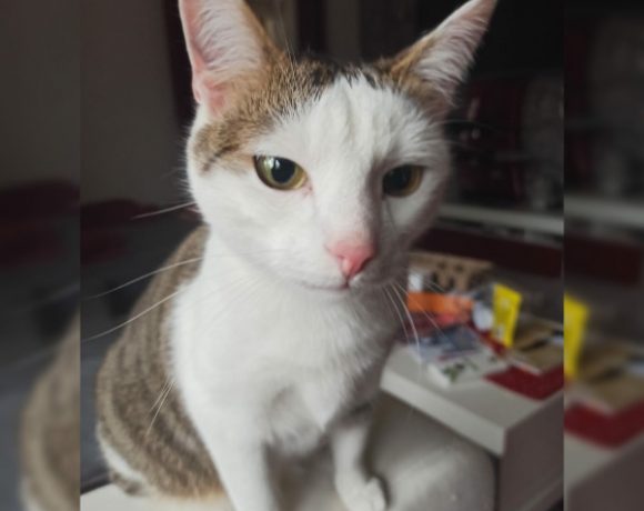 Barney und Murphy Barney und Murphy