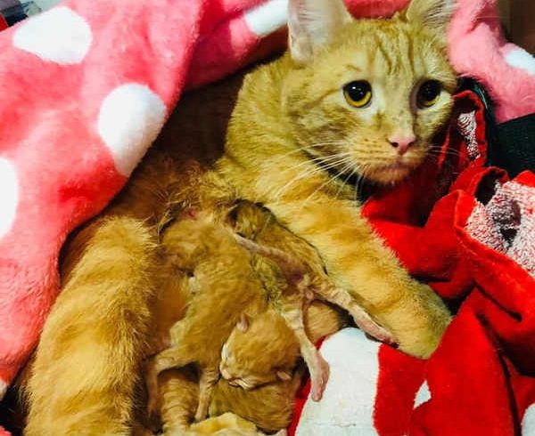 Die Katzenschutzarbeit endet nie … Die Katzenschutzarbeit endet nie …