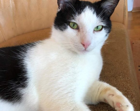 Dodi und Simon Dodi und Simon