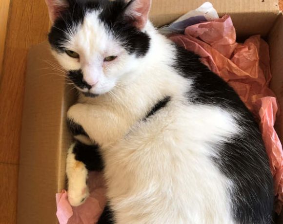 Dodi und Simon Dodi und Simon