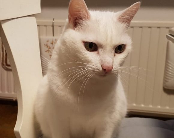 Luna und Diego Luna und Diego