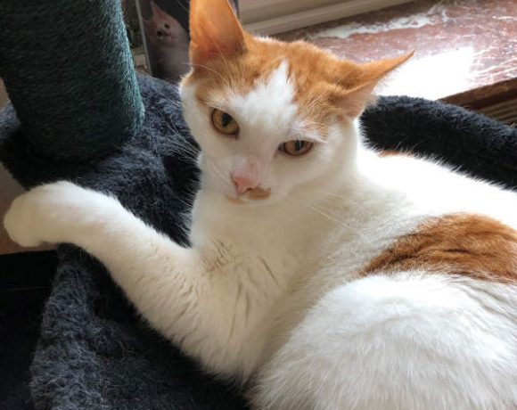 Toby und Garfield Toby und Garfield