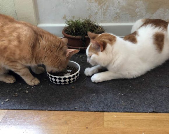 Toby und Garfield Toby und Garfield