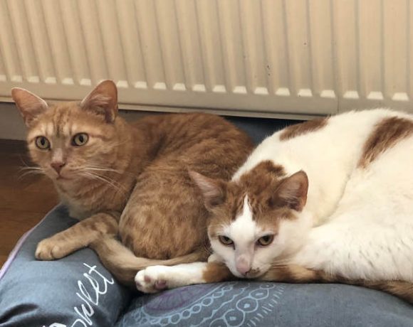 Toby und Garfield Toby und Garfield