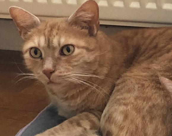 Toby und Garfield Toby und Garfield