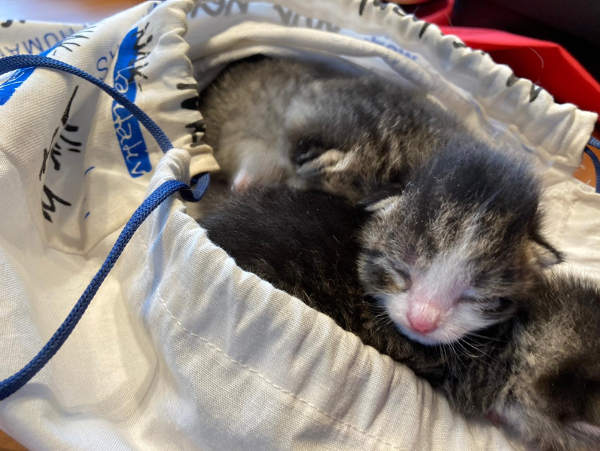 Zum Sterben ausgesetzt Zum Sterben ausgesetzt