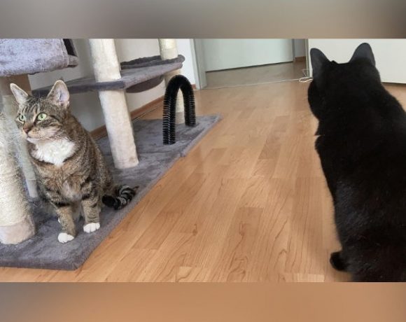 Sanni und Luna Sanni und Luna