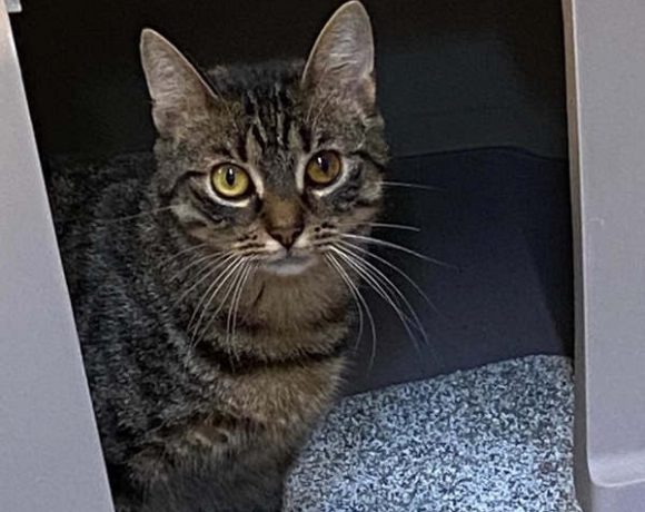 Toni und Fury Toni und Fury