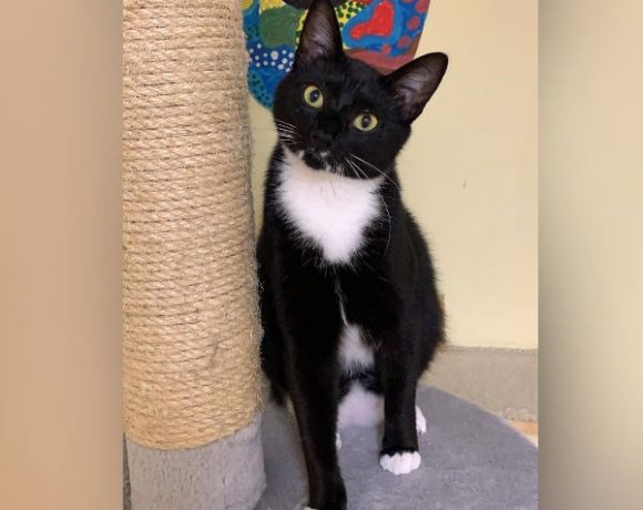 Toni und Fury Toni und Fury