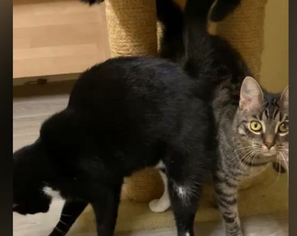 Toni und Fury Toni und Fury