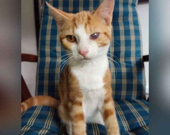 Halvar, Wickie und Snorre