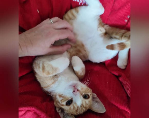 Halvar, Wickie und Snorre