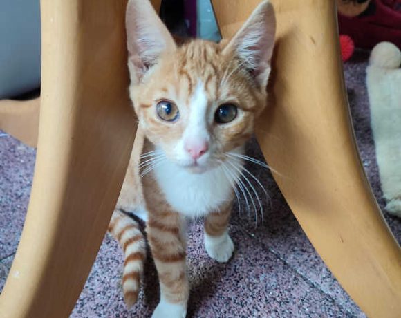 Halvar, Wickie und Snorre