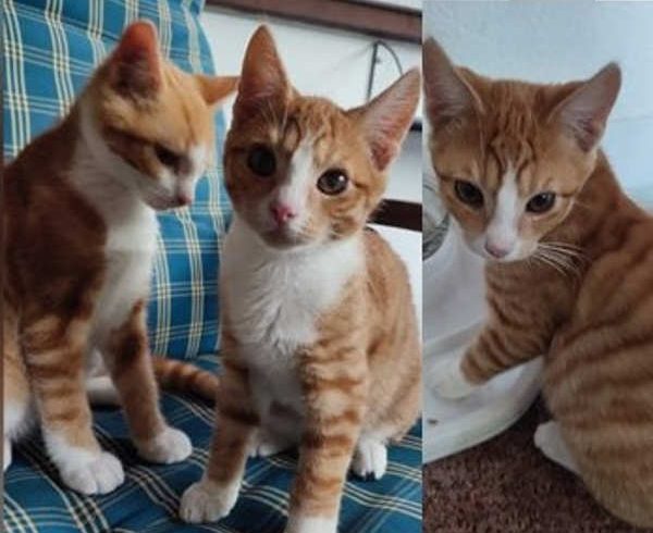 Halvar, Wickie und Snorre