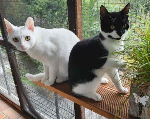 Freddy und Ego Freddy und Ego