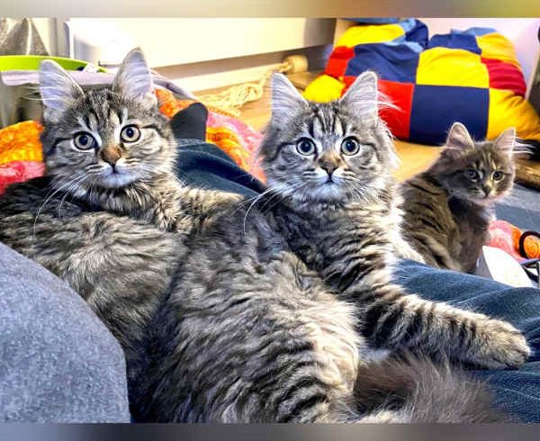 Grumpy, Baxter und Fluffy