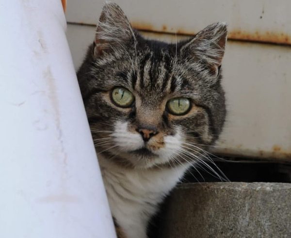 2. Türchen – Mamas Wunsch 2. Türchen – Mamas Wunsch