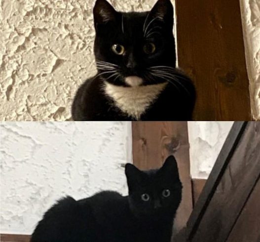 Miss Panda und Rabe Socke