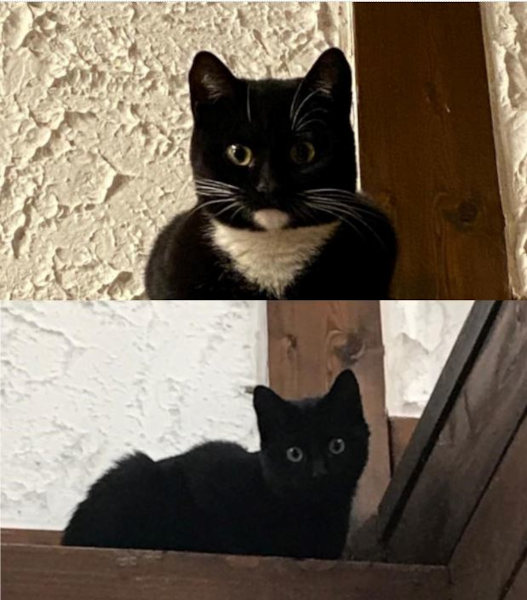 Miss Panda und Rabe Socke Miss Panda und Rabe Socke