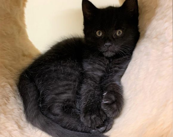 Leo, Louis, Luke, Ole und Snorre