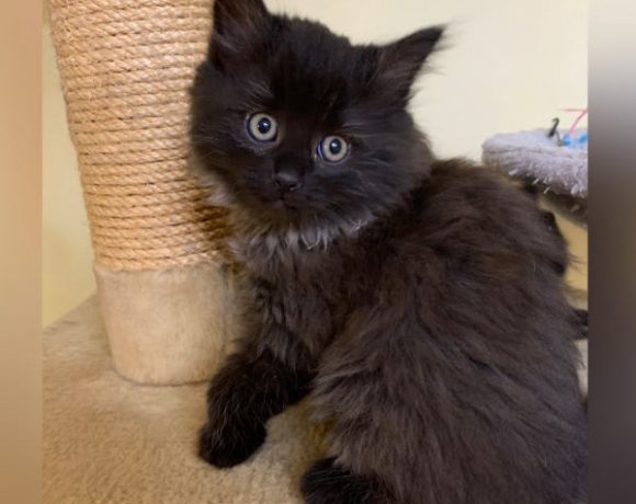 Leo, Louis, Luke, Ole und Snorre