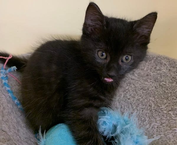 Leo, Louis, Luke, Ole und Snorre