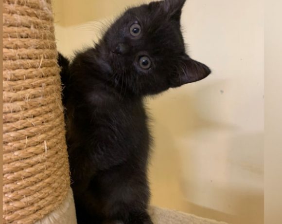 Leo, Louis, Luke, Ole und Snorre