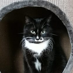 Kalendertürchen 11 – Mottes Wunsch