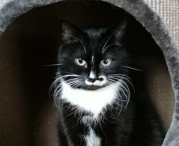 Kalendertürchen 11 – Mottes Wunsch